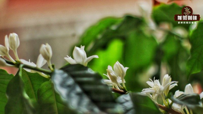 How to Choose Berry-Flavored Coffee Beans: Drinking Differences from Light to Medium-Dark Roasts

