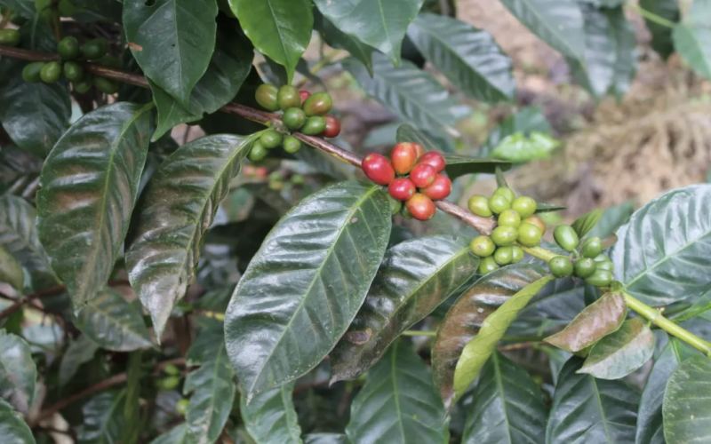 Some new coffee varieties: sidra, Eugenio Des, Wush Wush, and the variety introduction of Laurina.