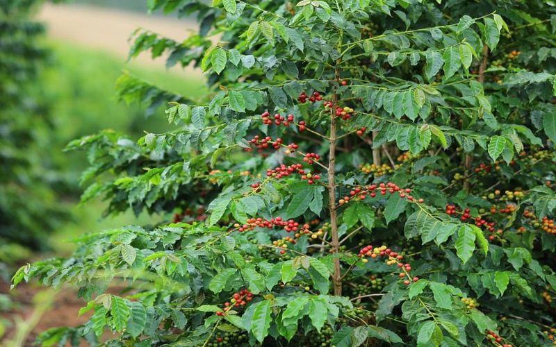 Choosing Americano coffee beans with prominent sweetness by roast level