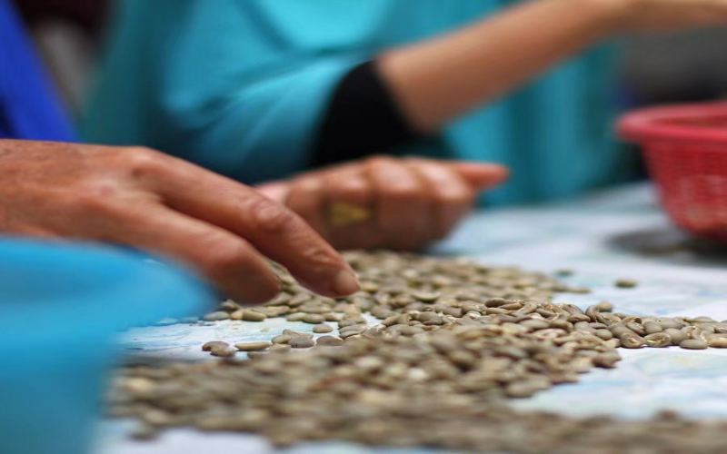 Indonesian Coffee Grades | What Is the Variety and Grade of PWN Golden Mandheling Coffee Beans? Introduction to Grind Size, Coffee-to-Water Ratio, Water Temperature, and Extraction Time for Pour-Over Golden Mandheling
