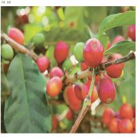 Bean usage periods and opened-bag storage for fully automatic coffee machines: a drinking rhythm that keeps flavor consistently on point