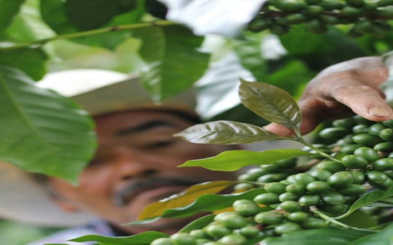 洪都拉斯甜橙庄园卡杜拉水洗豆：风味特征、处理工艺与冲煮参数解析