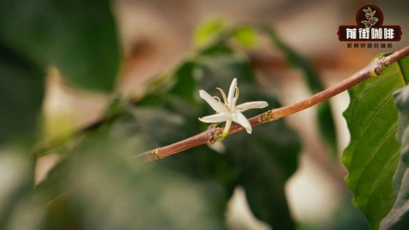 A Comprehensive Guide to Specialty Robusta Coffee Beans: From Variety Origins and Flavor Characteristics to Major Producing Regions and Brewing Suggestions

