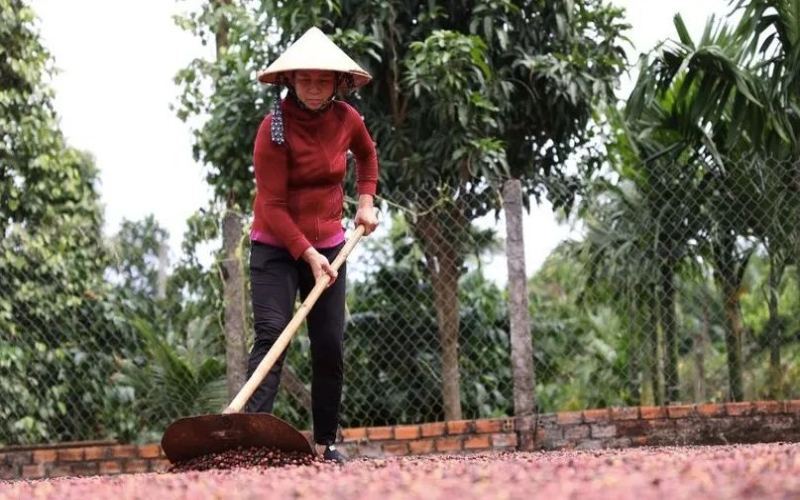 越南咖啡新产季预计减产10%，拉尼娜现象或加剧市场波动
