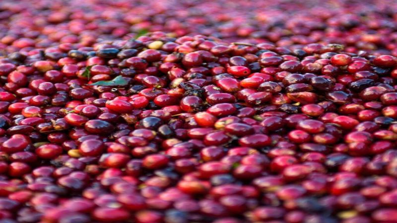 A Comprehensive Analysis of the Origins, Hacienda La Esmeralda Grading System, and Flavor Characteristics of the Geisha Coffee Variety