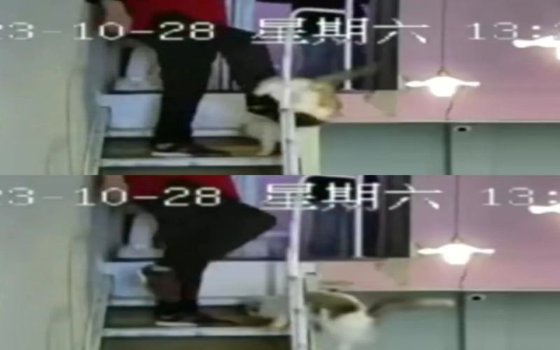 无锡猫咖内父亲踢猫下楼引热议，店主顾虑遭报复放弃追责