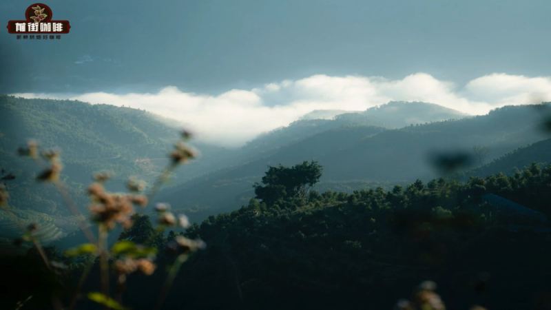 Front Street Sun-Dried Typica Cold Brew Tutorial: A Full Analysis of Yunnan Arabica Varieties, Origins, and Brewing Flavors