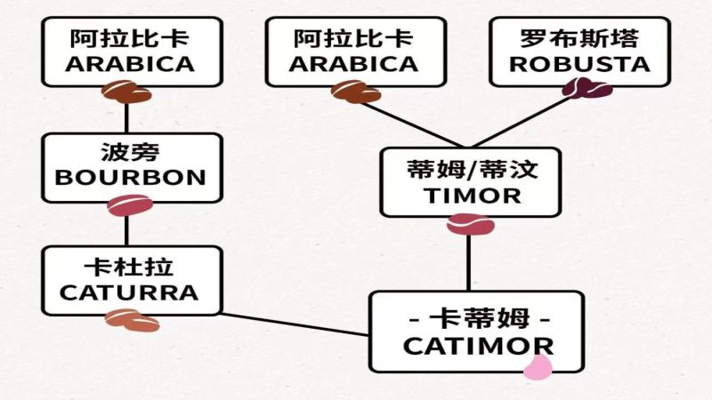 卡蒂姆咖啡品种组的由来与传播：从叶锈病抗性杂交到云南小粒咖啡的变迁