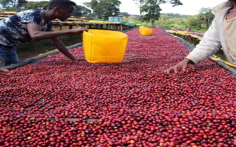 Pour-Over Coffee Bean Rankings: How Different Roast Levels Change the Cup