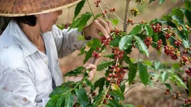 咖啡行情走高之际，雀巢加码越南Tri An工厂1亿美元扩产