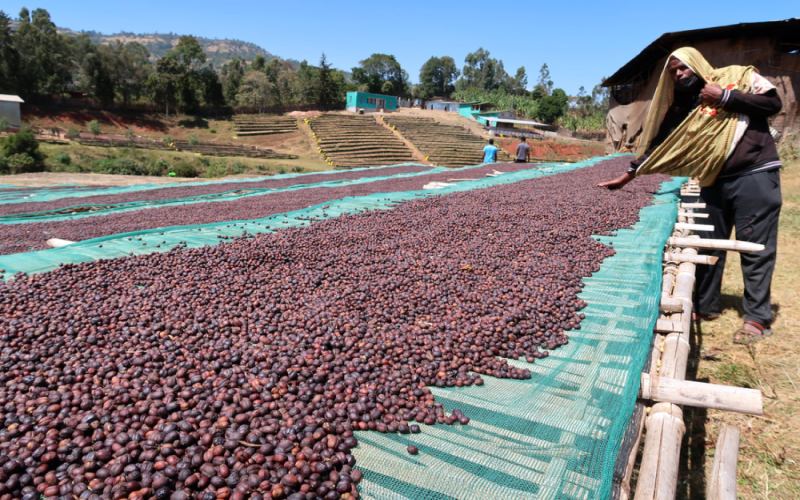 耶加雪菲咖啡豆全方位解读：风味特征、烘焙技巧、产地信息与产区庄园分布