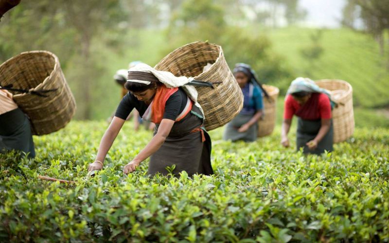 尼泊尔红茶和大吉岭红茶区别在哪？喜马拉雅山东段两支茶产区的前世今生与风味差异