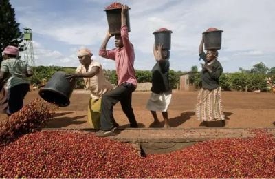 Jamaica encountered severe weather, resulting in a reduction of coffee production by about 25%