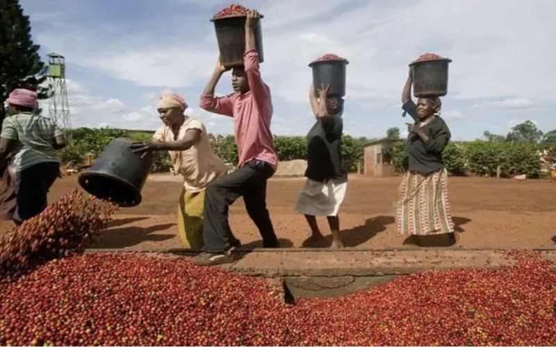 Jamaica encountered severe weather, resulting in a reduction of coffee production by about 25%