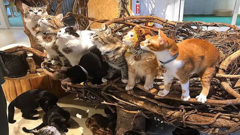 泰国野生动物园咖啡厅狮子轻咬游客事件始末与后续处理