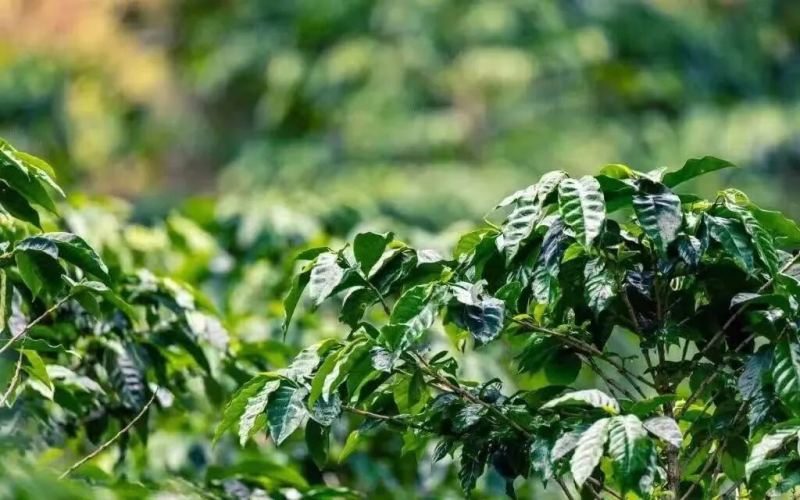 Coffee Varieties | What are the characteristics of Geisha coffee and Blue Mountain coffee? What flavors and mouthfeel do Boquete Geisha and Washed Blue Mountain No. 1 present after brewing?

