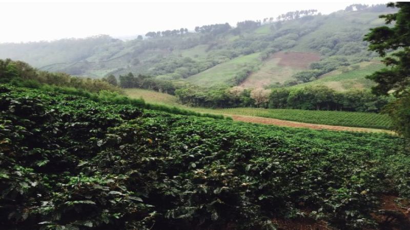 San Roque Coffee Bean: A Gesha-Era Variety at Costa Rica's 2024 COE