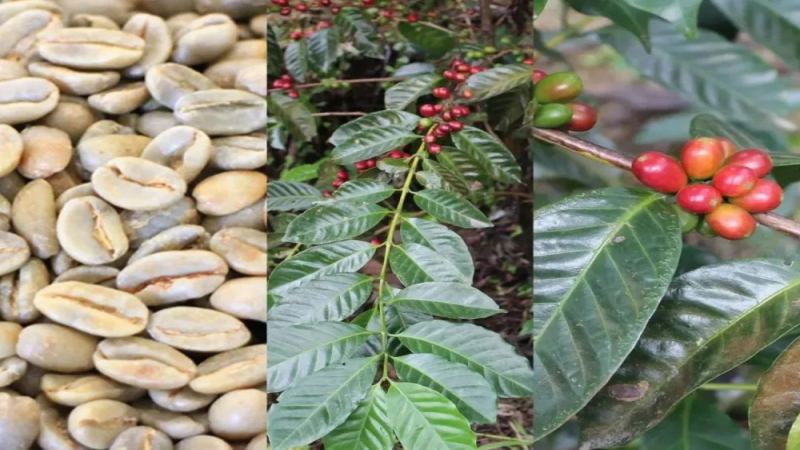 巴拿马沃肯产区哈特曼庄园：历史渊源、种植特色与旗下庄园全解析