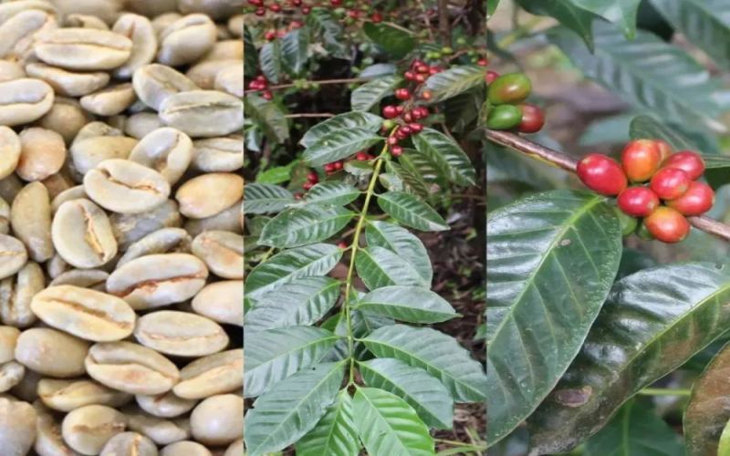 巴拿马沃肯产区哈特曼庄园：历史渊源、种植特色与旗下庄园全解析