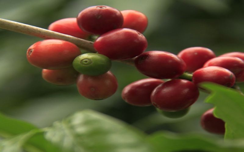Coffee Leaf Rust: A Disease That Changed the Varietal Landscape