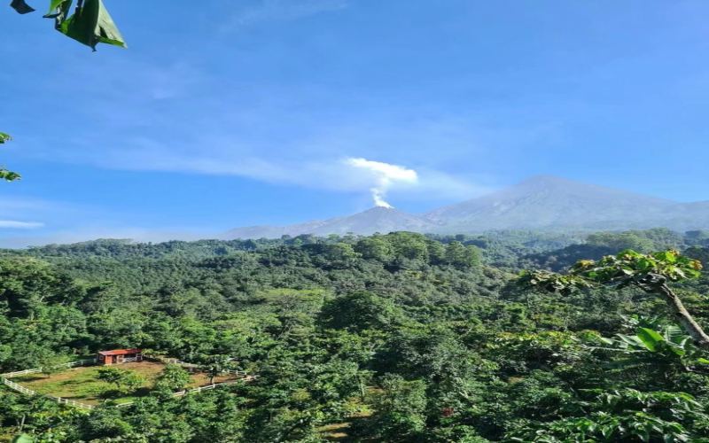 A Tour of Panama's Coffee Regions: Which Micro-Regions Exist Besides Hacienda La Esmeralda?