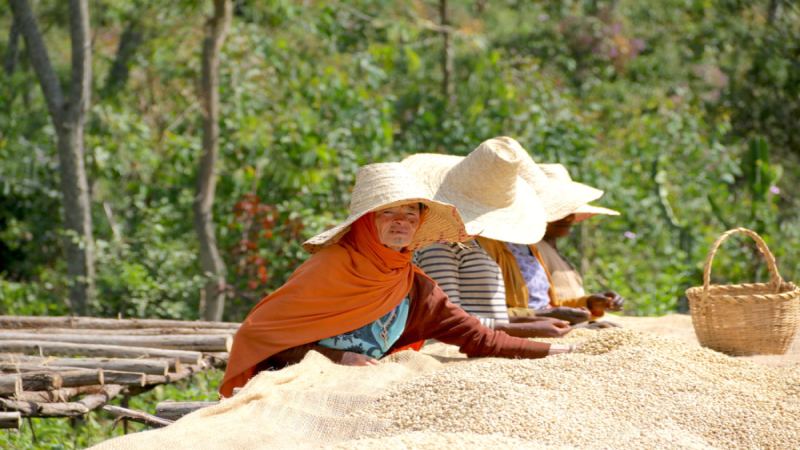 Ethiopia Guji Hambela: The Coffee Geography Evolution from Sidamo Separation to the Legend of Huakui