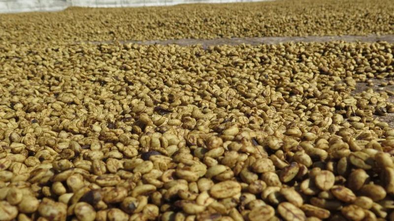 The tasting window for espresso: how to manage the degassing window and storage after opening