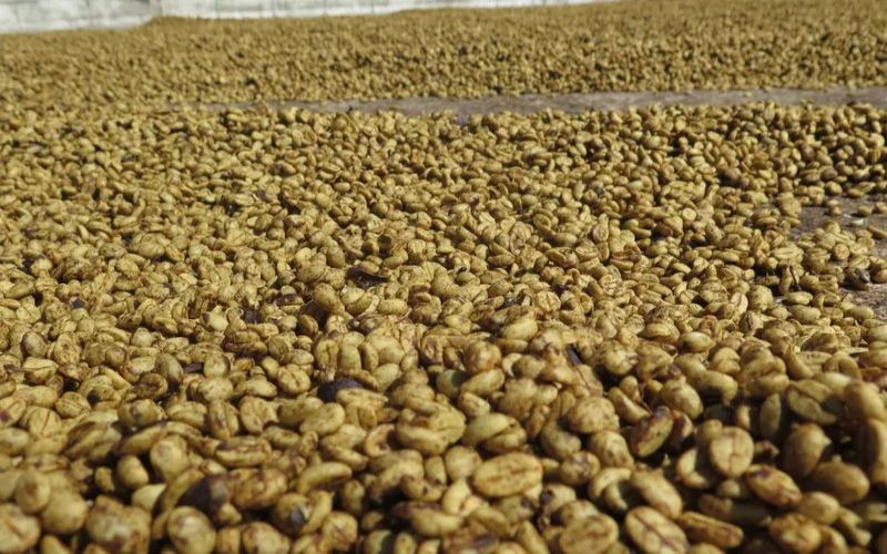 The tasting window for espresso: how to manage the degassing window and storage after opening
