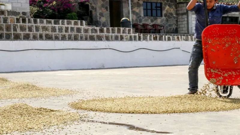 Guatemalan Coffee Beans | Why is Guatemalan coffee also called 