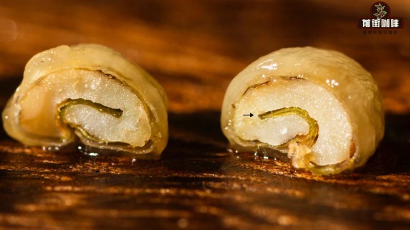 A Complete Guide to Costa Rican Honey Processing: Processing and Flavor Differences Between Yellow Honey, Red Honey, Black Honey, and Raisin Honey