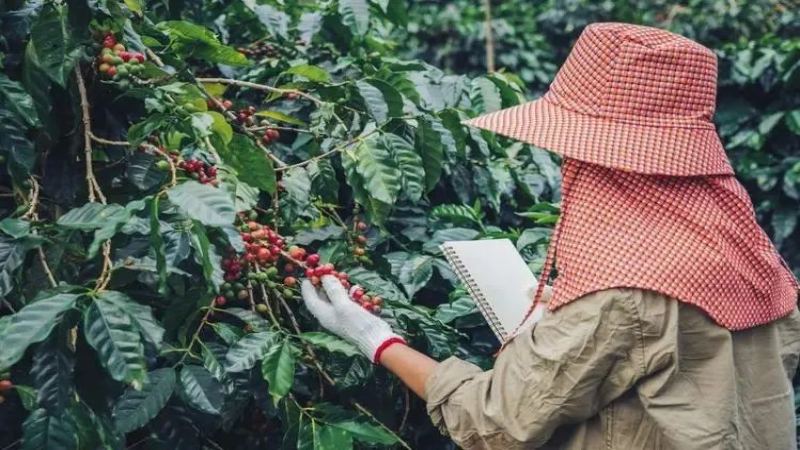 越南咖啡供应商要求重新议价，罗布斯塔价格创28年新高加剧全球供应紧张