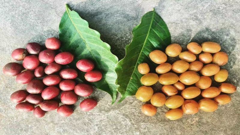 Exploring Colombia's Finca El Mirador: A Journey to the Origins of Sudan Rume and Geisha Specialty Coffee