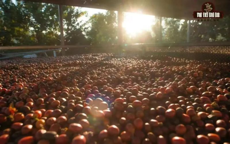 Coffee Bean Selection Guide | What is a coffee combo? Which coffee beans are suitable for making a combo? What should be noted when making a combo?