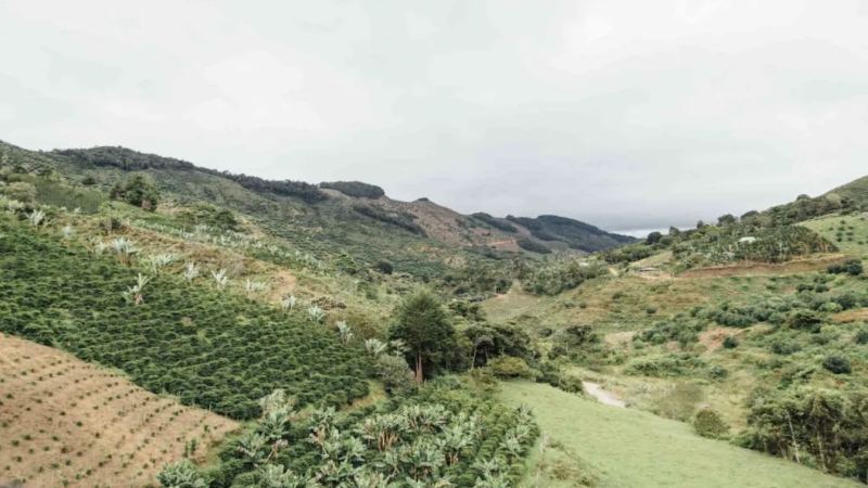 Chiroso Coffee Bean Origin: A Colombian Variety From Urrao
