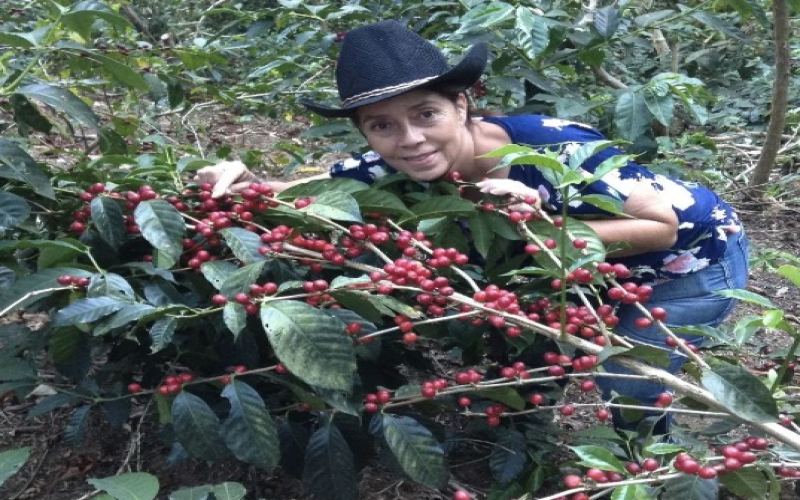COE Rare bean variety introduction: Elefante Elephant Bourbon, San Roque.