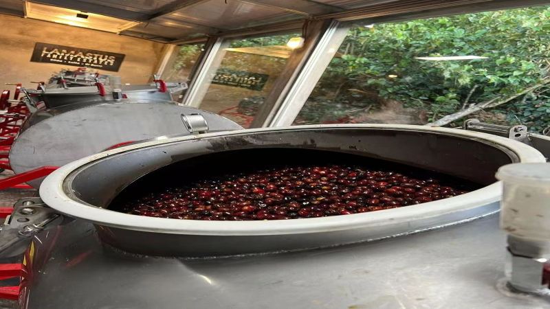 Fruity Coffee Beans Recommendation: Balancing Budget and Drinking Frequency