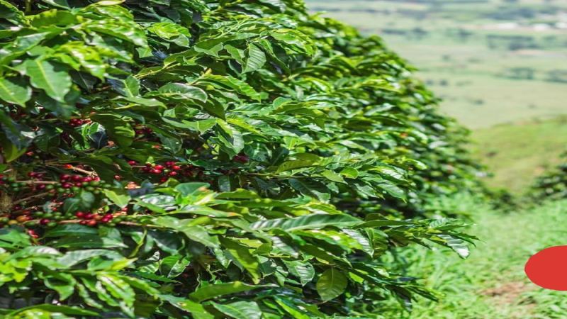 A Complete Analysis of Colombia's Coffee Bean Grading System and Regional Flavor Characteristics: From Excelso to Huila Washed