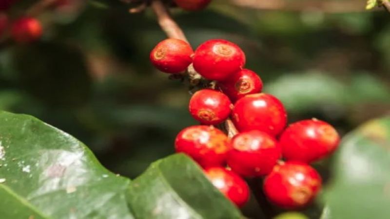 Where Do Arabica Coffee Beans Come From? Eugenioides Explained