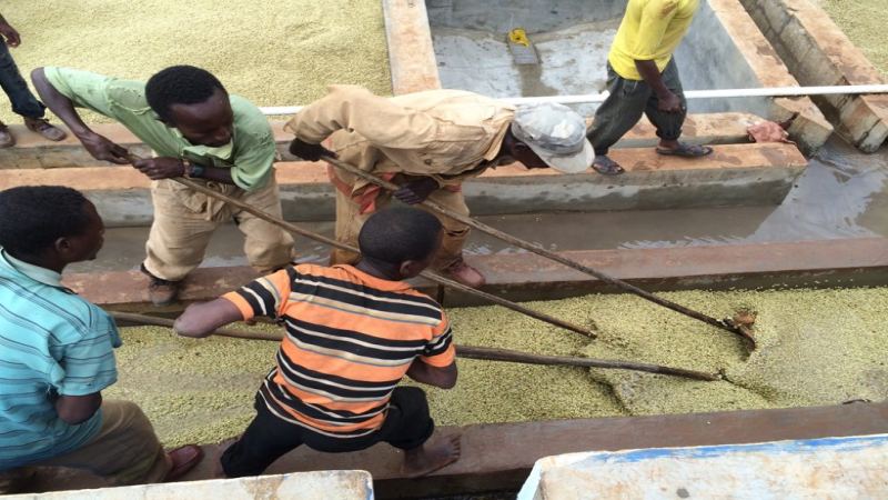 Kenya Double Washed Explained: The Bright Acidity in the Fermentation Tank