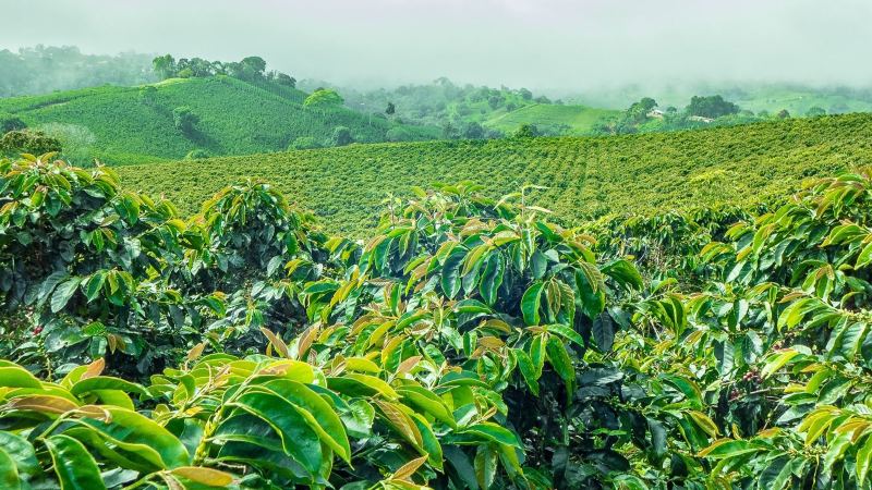 危地马拉八大咖啡产区全解析：安提瓜与薇薇特南果风味特点及前街豆单推荐