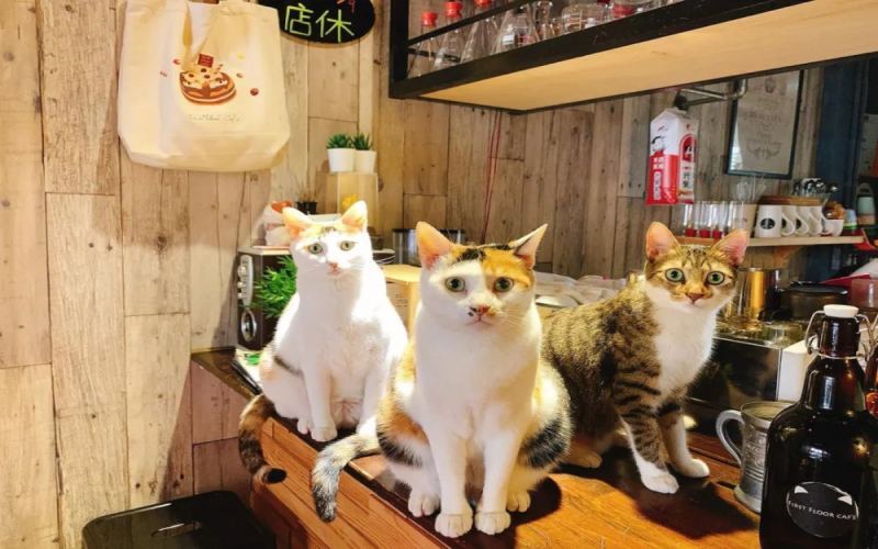全球动物咖啡店争议不断：从猫头鹰到猫猫，动物福利问题引发联署抵制