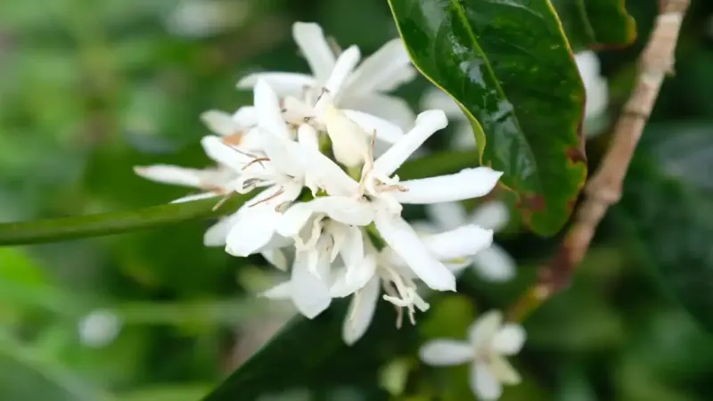日晒耶加雪菲沃卡咖啡的花香来源、处理工艺与品质特征解析
