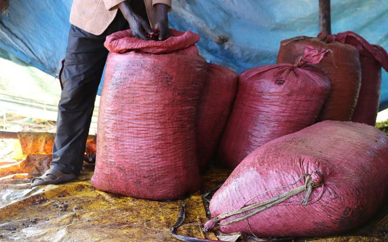 Coffee Beans from the Guji Region: A Floral Representative of High-Altitude Washed Ethiopian Coffee