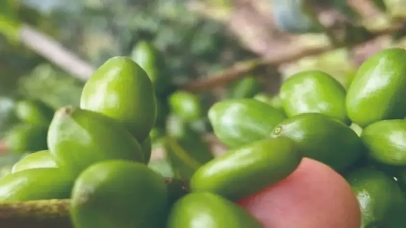 探秘木瓜（Papayo）咖啡品种：哥伦比亚慧兰的稀有新星与风味潜力解析