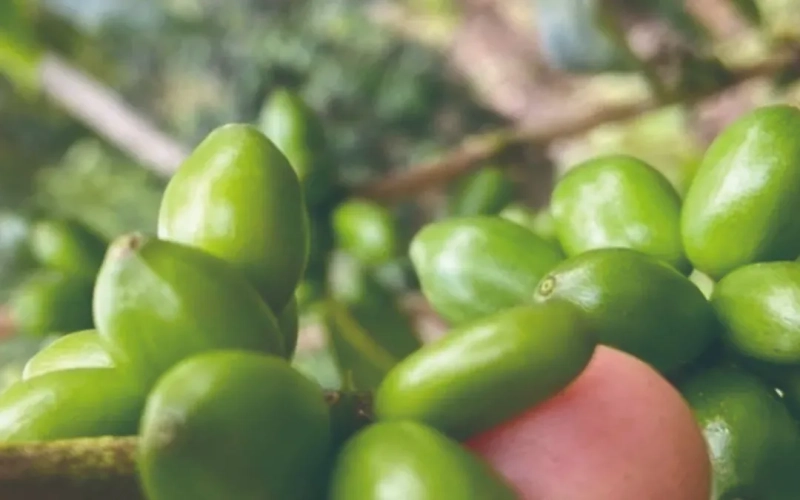 探秘木瓜（Papayo）咖啡品种：哥伦比亚慧兰的稀有新星与风味潜力解析