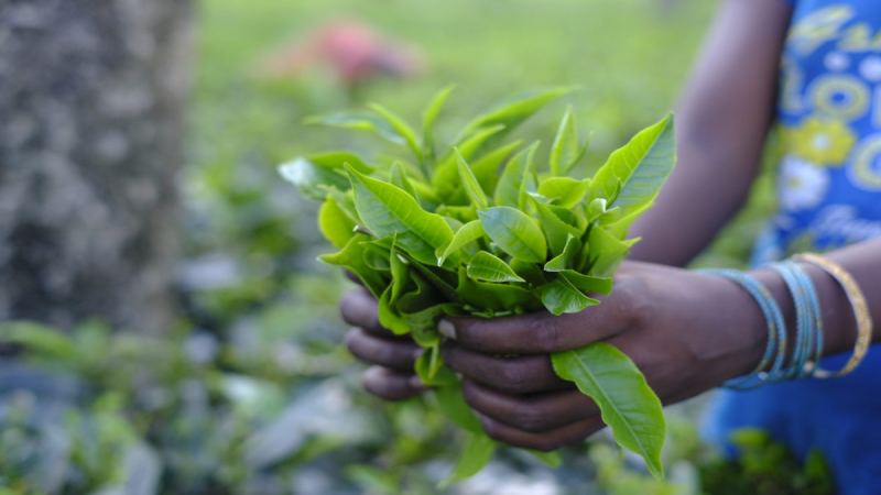 印度阿萨姆茶的源起、茶园品牌与CTC红茶风味全解析
