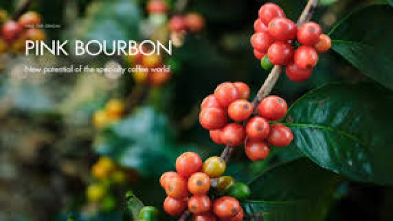 From Light to Dark Roast: What's the Difference Between Blends and SOE?
