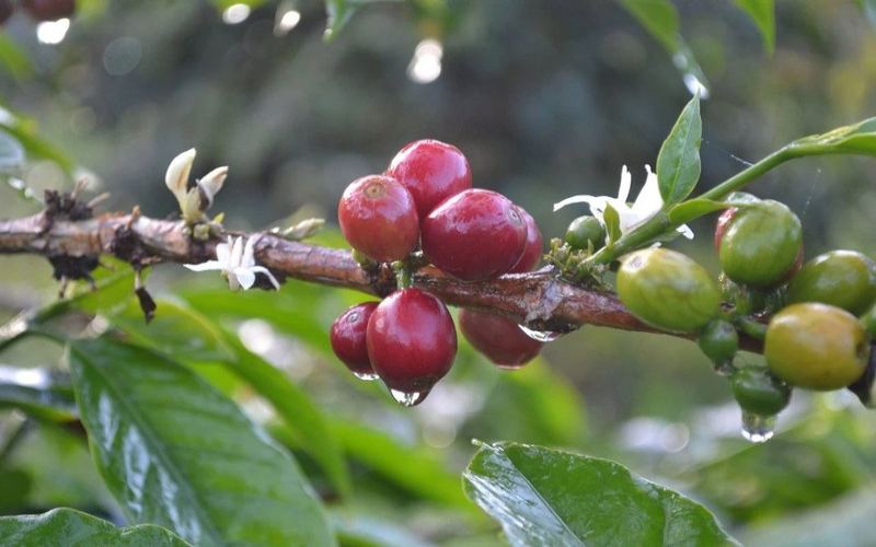 Recommending a few coffee beans with low acidity and a sweet aftertaste: balancing budget and drinking frequency