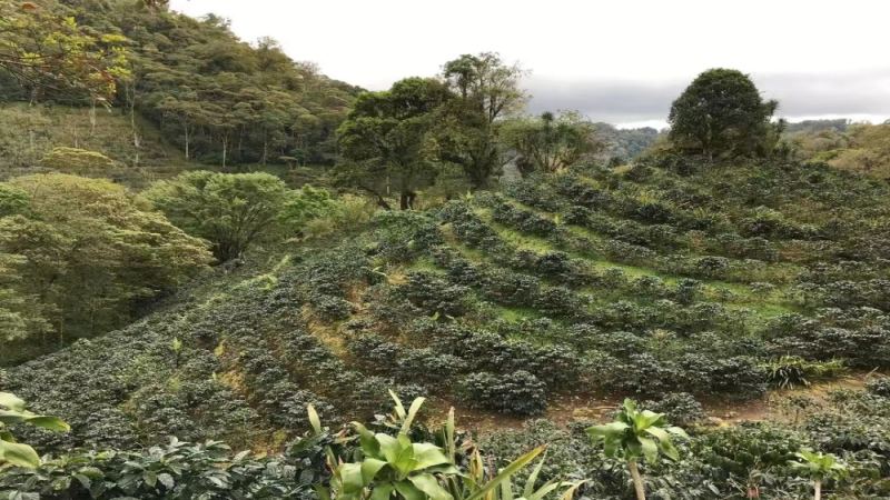 危地马拉咖啡风味特征与八大产区解析：品种、等级及处理法全览