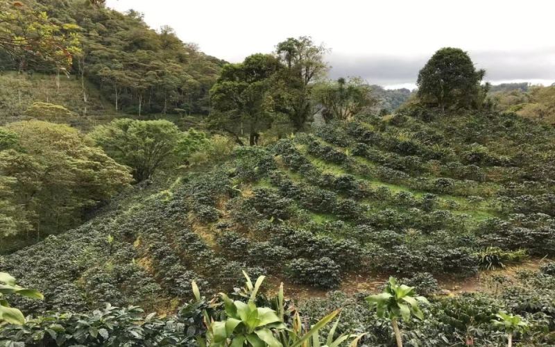 危地马拉咖啡风味特征与八大产区解析：品种、等级及处理法全览